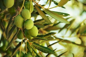 olives tunisia